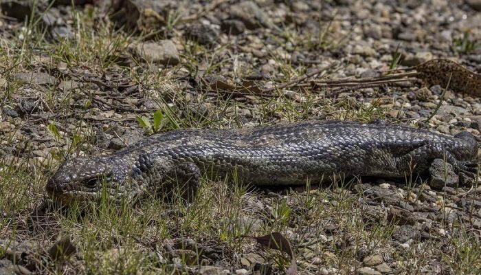 5 fakta menarik tentang kadal berlidah biru yang bertahan lama