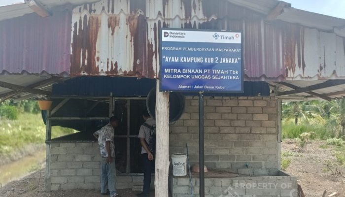 PT Timah Kembangkan Peternakan Ayam Kampung, Dorong Ekonomi Warga Karimun