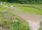 Rumah dan lahan pertanian warga Desa Manong Manggarai terendam banjir bandang