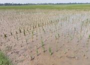 232 Hektare Sawah di Pinrang Diserang Hama, Petani Rugi Besar