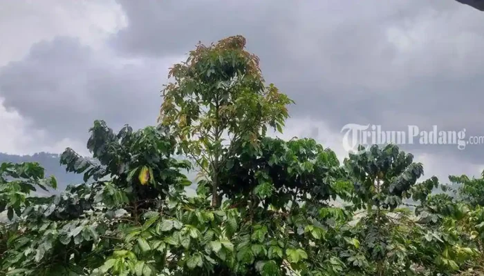 Prakiraan Cuaca Mentawai 4 Mei 2026: Hujan Sedang hingga Lebat Siang Sampai Sore