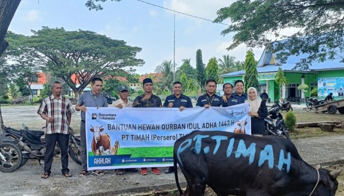 PT Timah Salurkan 13 Ekor Sapi Kurban ke Pulau-Pulau Kepulauan Meranti, Hadirkan Kebahagiaan Iduladha hingga Ujung Desa