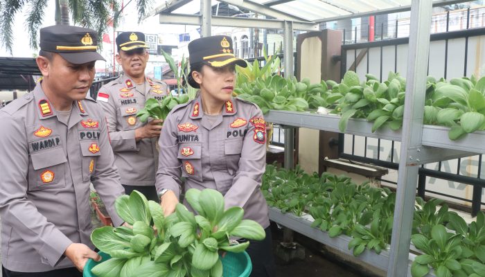 Polsek Meral Panen 50 Kg Pakcoy, Dorong Ketahanan Pangan Berkelanjutan