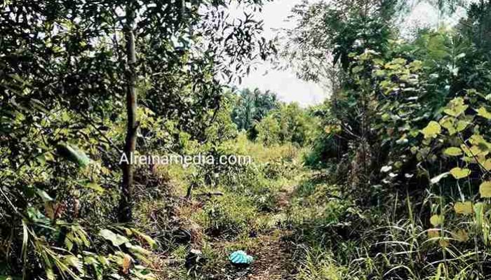 Waduk Kp Pisang Mencekam, 6 Anak Disengat Tawon Tanpa Ampun