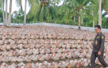 Kelapa Natuna Anjlok, Bibit Selangit
